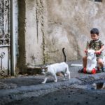 white brown short fur cat walking near boy in brown black short sleeve shirt riding white red toy