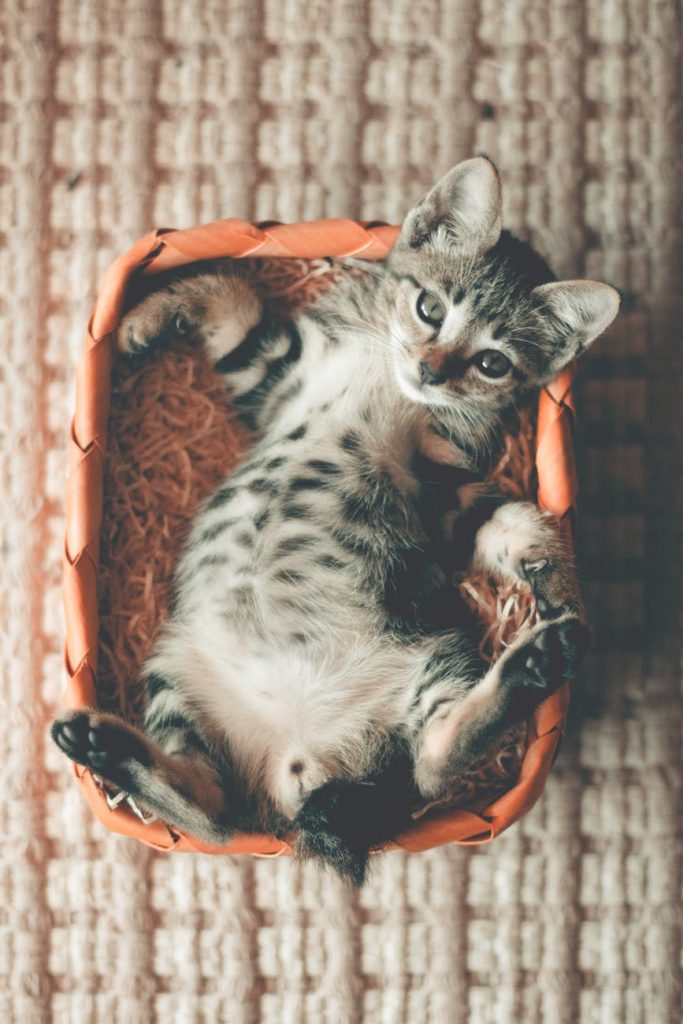 Litter Box Training with Kittens