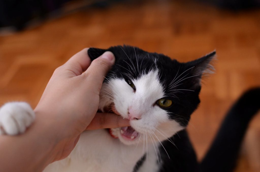 Cat Love Bites