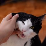 Cat Love Bites