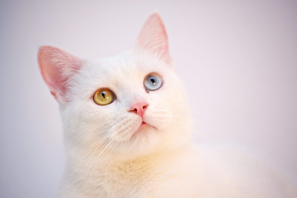 shallow focus photography of white cat