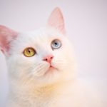 shallow focus photography of white cat