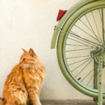 ginger cat next to a bicycle