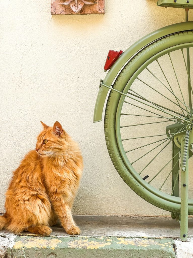 ginger cat next to a bicycle