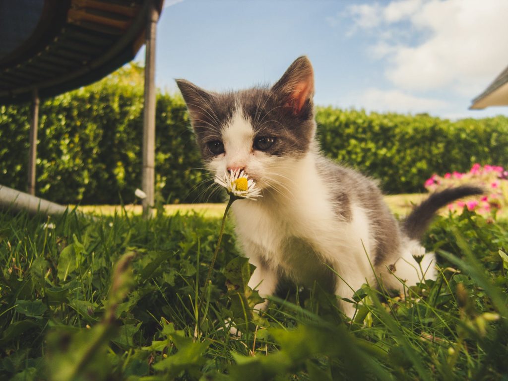 Anxiety In Cats