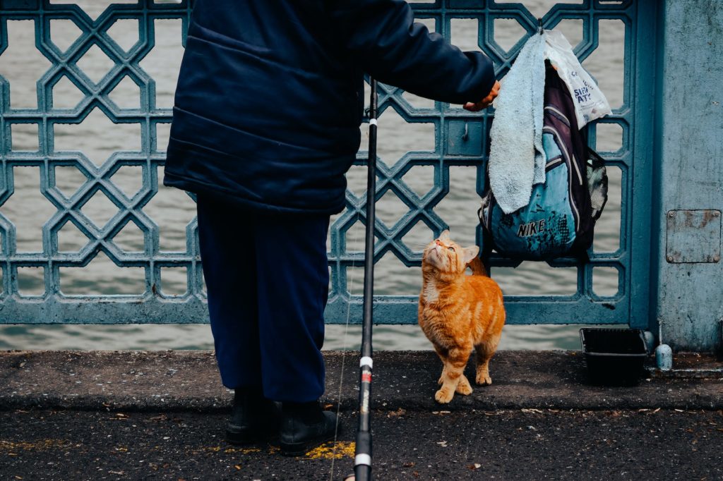 Stop Cats Inappropriate Peeing