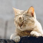 Stop Your Cat from Waking You