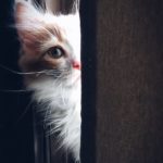 Prevent Your Cat From Darting Out The Door