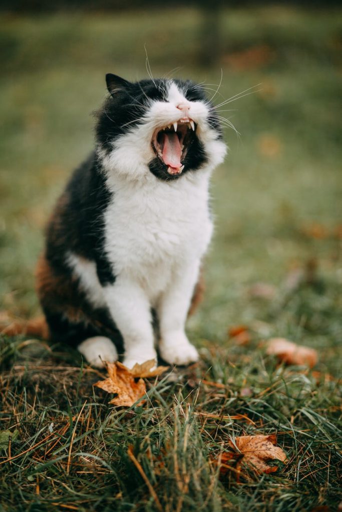 Cat Growling