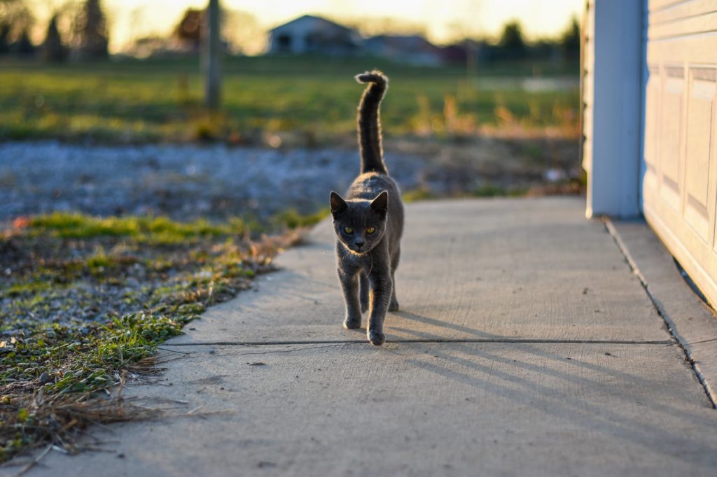 Cat Chases Its Own Tail