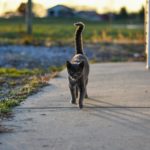 Cat Chases Its Own Tail