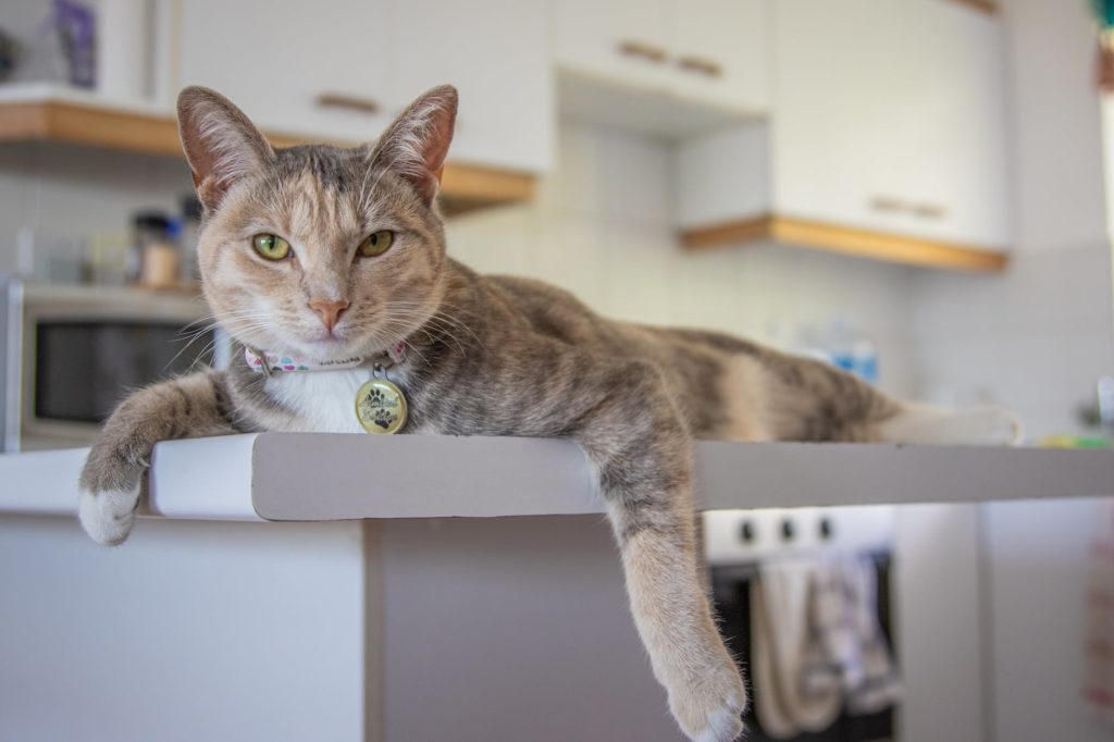 brown tabby cat on white wooden shelf