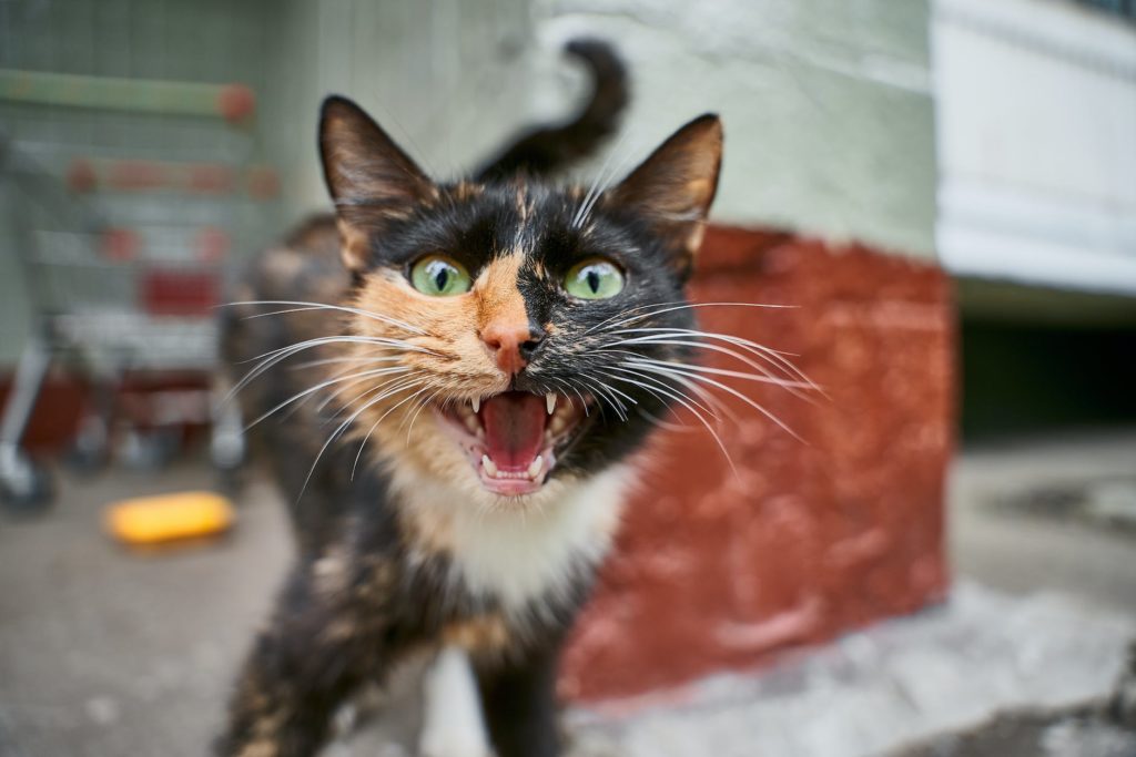 Calm Non Recognition Aggression in Cats