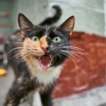 Calm Non Recognition Aggression in Cats