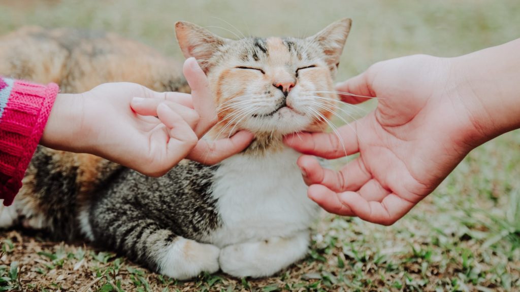 Reasons Why Cats Knead