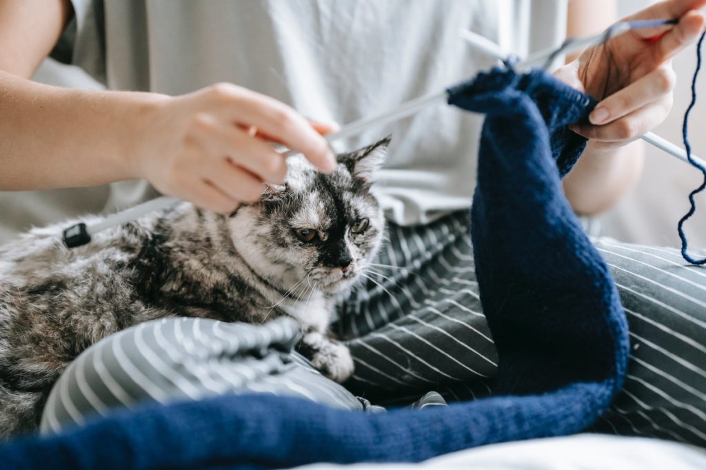 Wool Sucking Cats Are Adorable