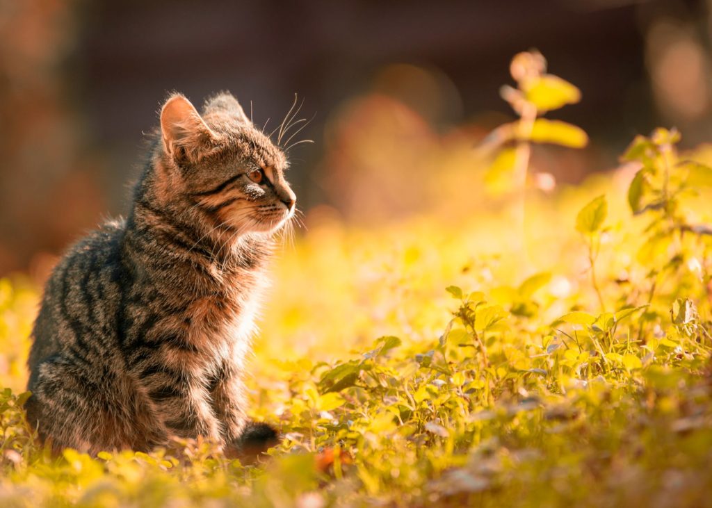 Set Healthy Boundaries for Your Happy Cat