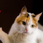A Guide To Understanding Feline Behavior