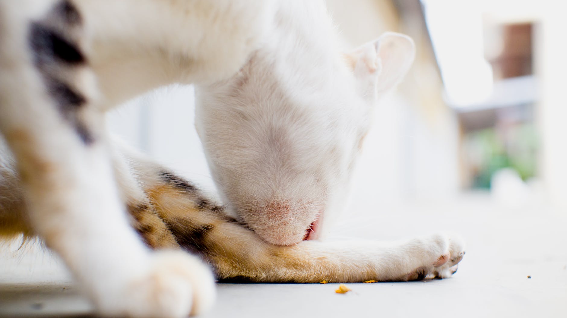 Why Do Cats Clean Themselves After They Eat? WECATPEDIA.