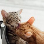 Cat Lovingly Licks Your Face