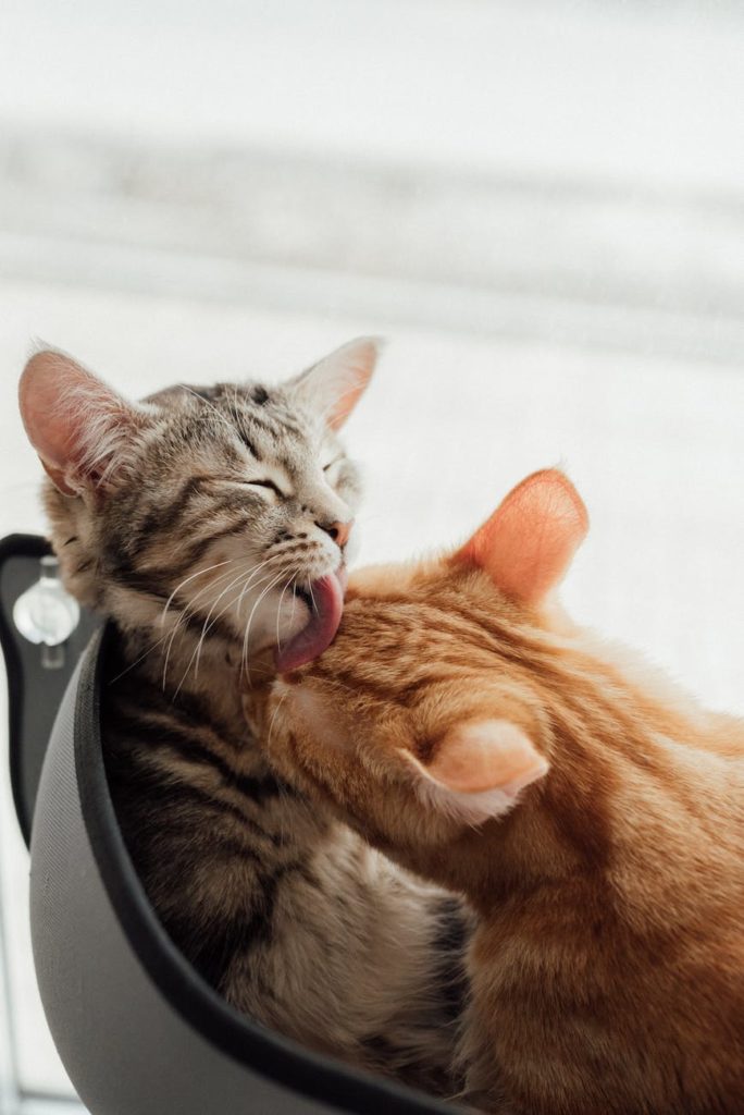 Cat Lovingly Licks Your Face