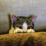 cute kitten hiding behind a pillow