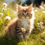 Secrets to Flawless Persian Cats