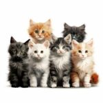 Irresistible Secrets About Persian Cats