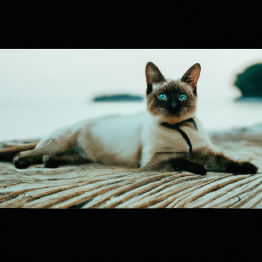 siamese cats unique traits