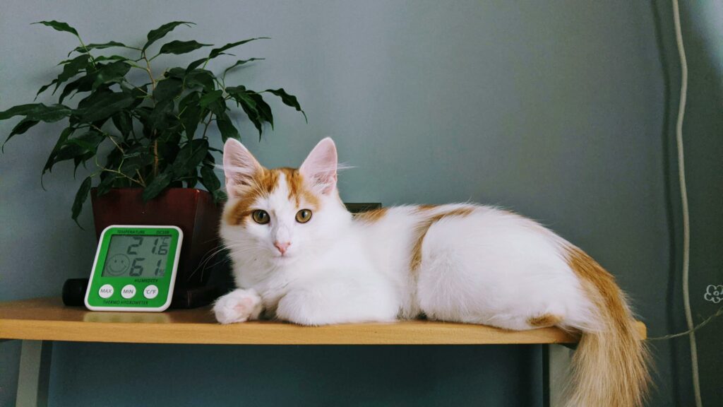 Turkish Van Cats Are a Treasure