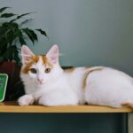 Turkish Van Cats Are a Treasure