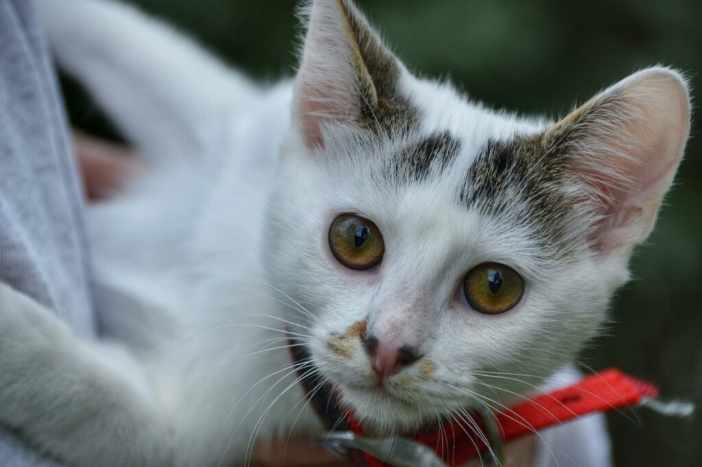 Turkish Van Cats - The Delightful Swimmers