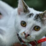 Turkish Van Cats - The Delightful Swimmers