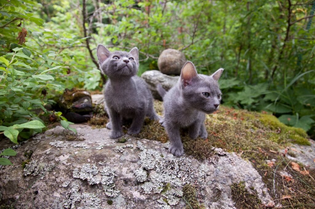 7 Amazing Solutions to Overcome the Challenges of Raising a Korat Cat