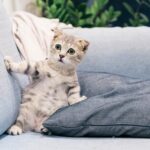 Cute Tabby Kitten on a Sofa