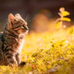 Tabby Kitten Sitting on the Grass