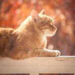 Tabby Cat On White Wooden Fence