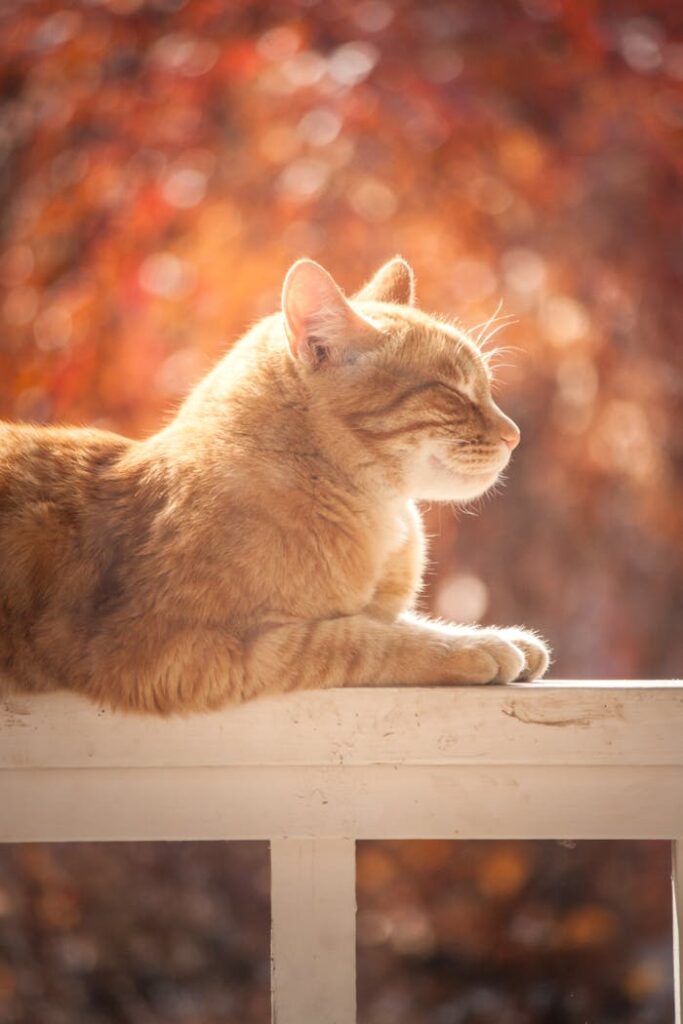 Tabby Cat On White Wooden Fence