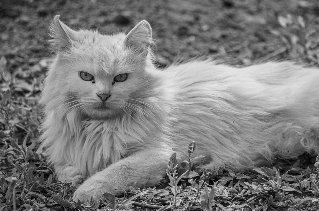 Hypoallergenic Companions For LaPerm Cats