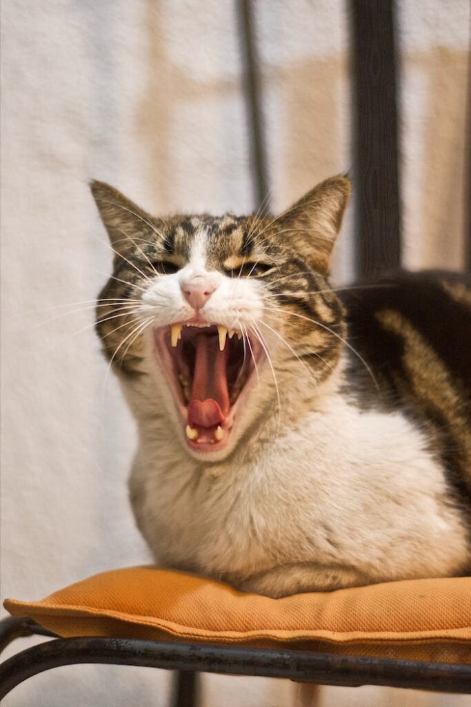 Why Your Cat is Growling