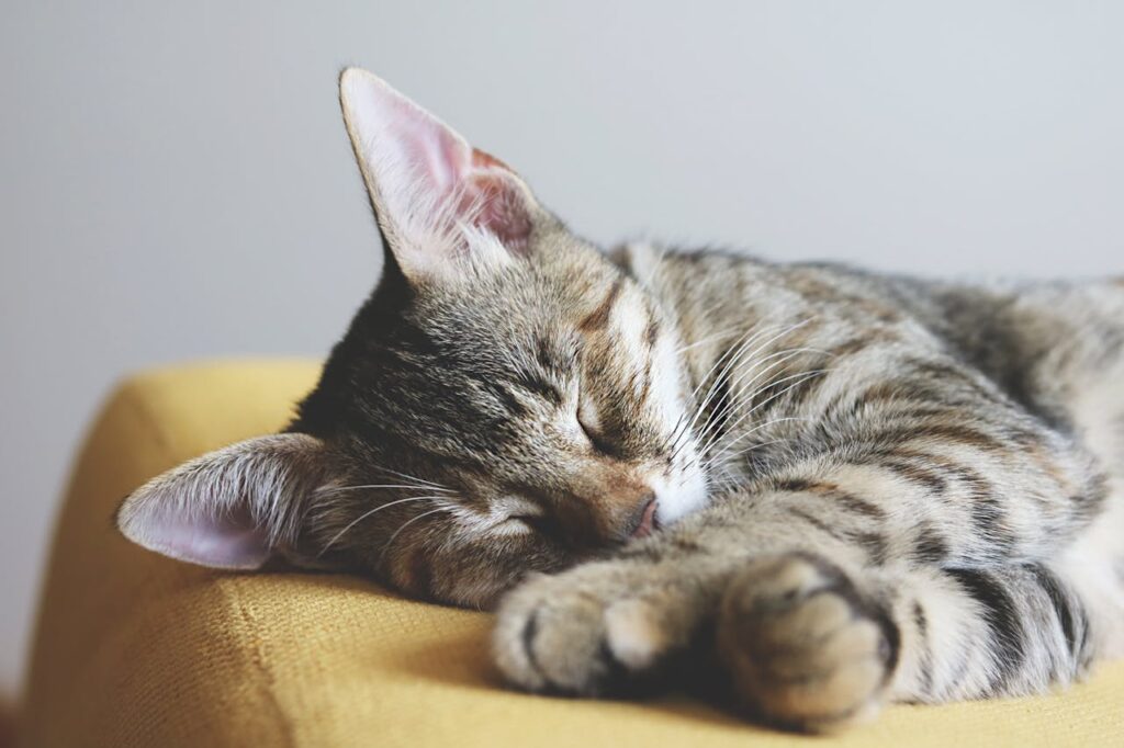 Secrets to Cat Sleep