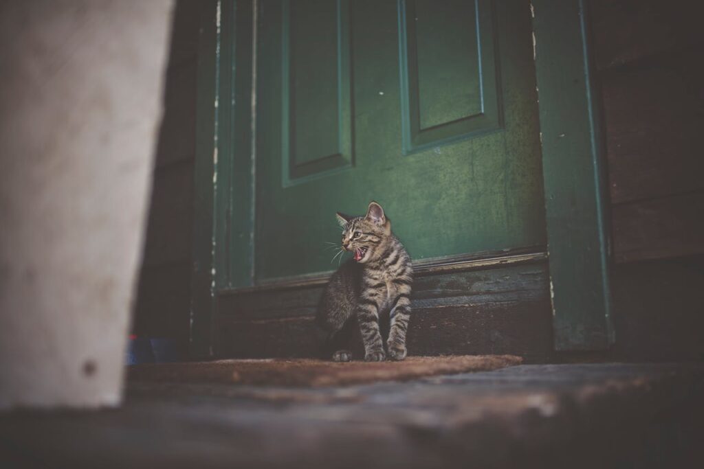 Prevent Your Cat From Darting Out The Door