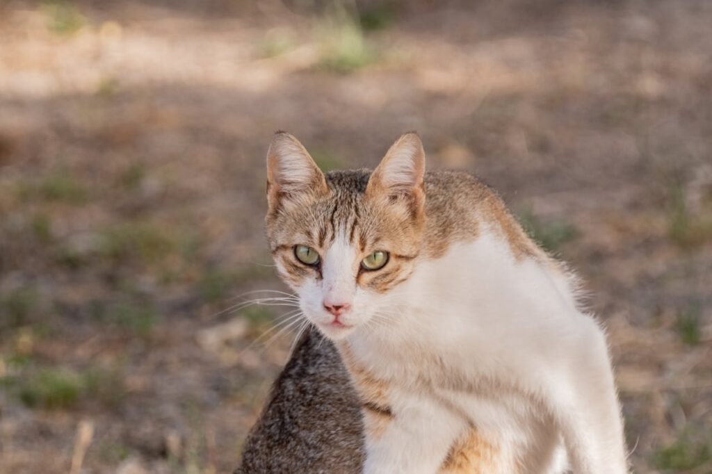 Stop Cats Inappropriate Peeing