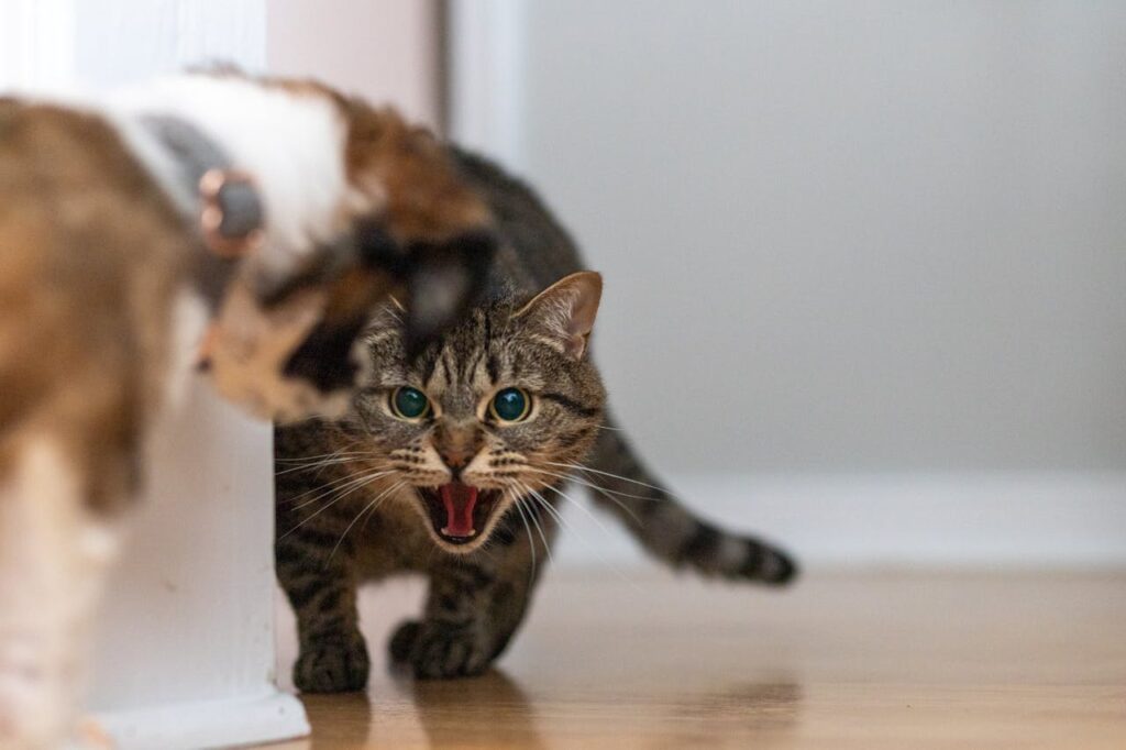 Calm Non Recognition Aggression in Cats